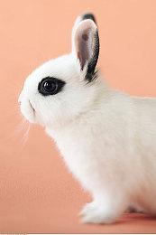 《咩咩启示录》新确认增加各主机版 预告片分享